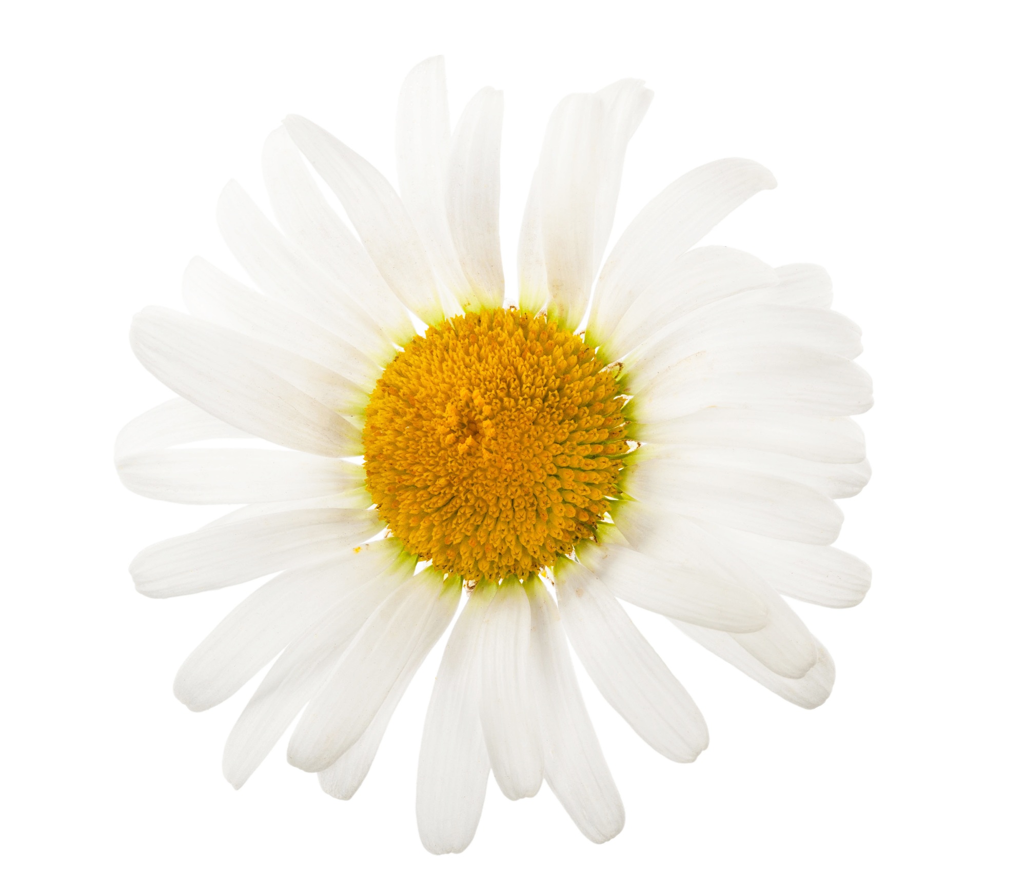 Chamomile flower