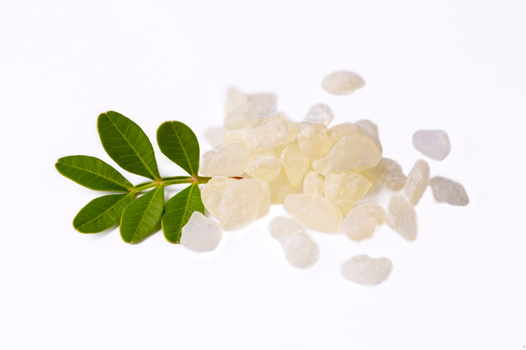 Chios mastic tears with lentisk (Pistacia lentiscus) leaves, gum drops on a white background