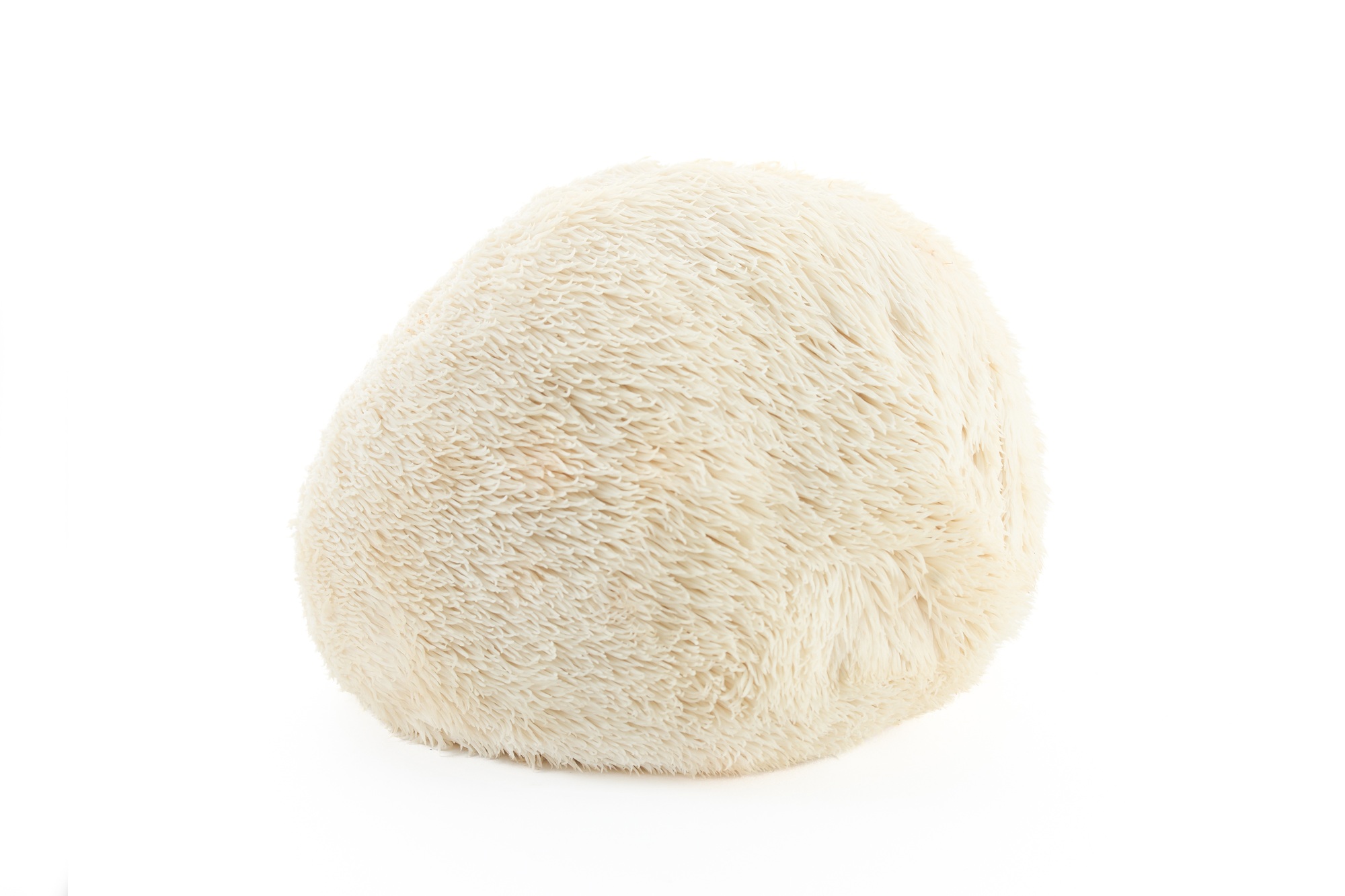 Lion's Mane Mushroom on white background